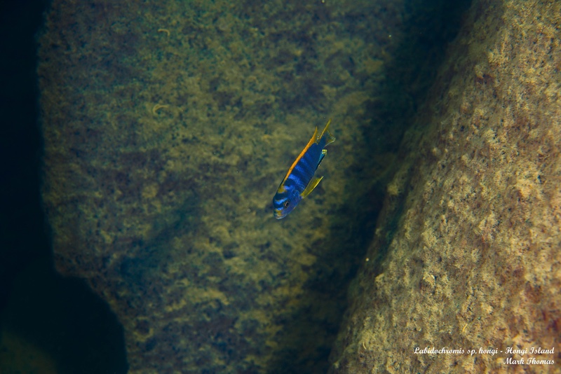 Labidochromis sp. 'hongi' Hongi Island